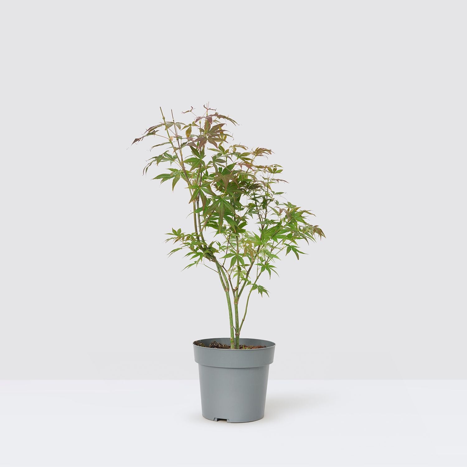 Acer Palmatum - red