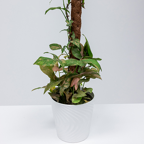 Arrowhead Vine