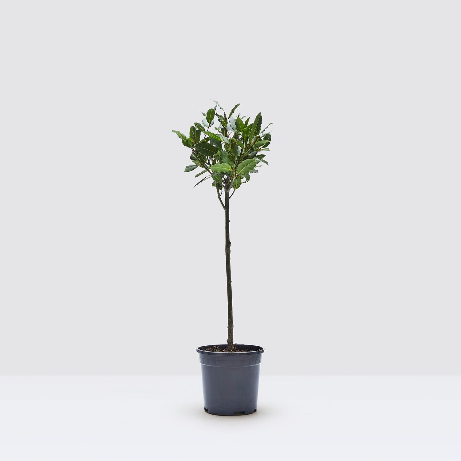 Bay tree