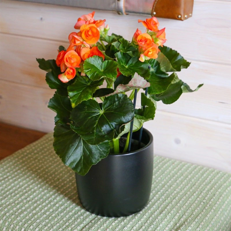 Begonia Orange Houseplant