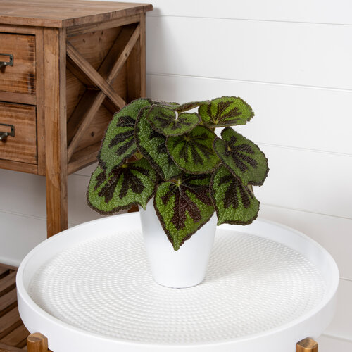 Begonia