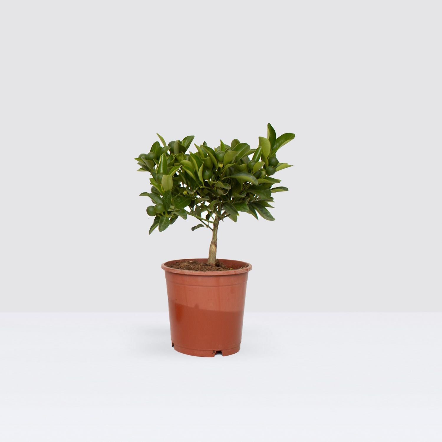 Calamondin