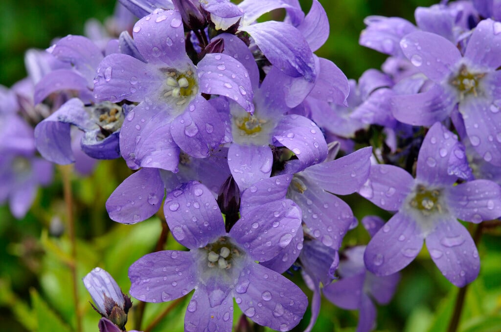 Campanula lactiflora 'Prichard's Variety'