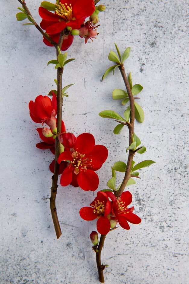 Chaenomeles × superba 'Crimson and Gold'