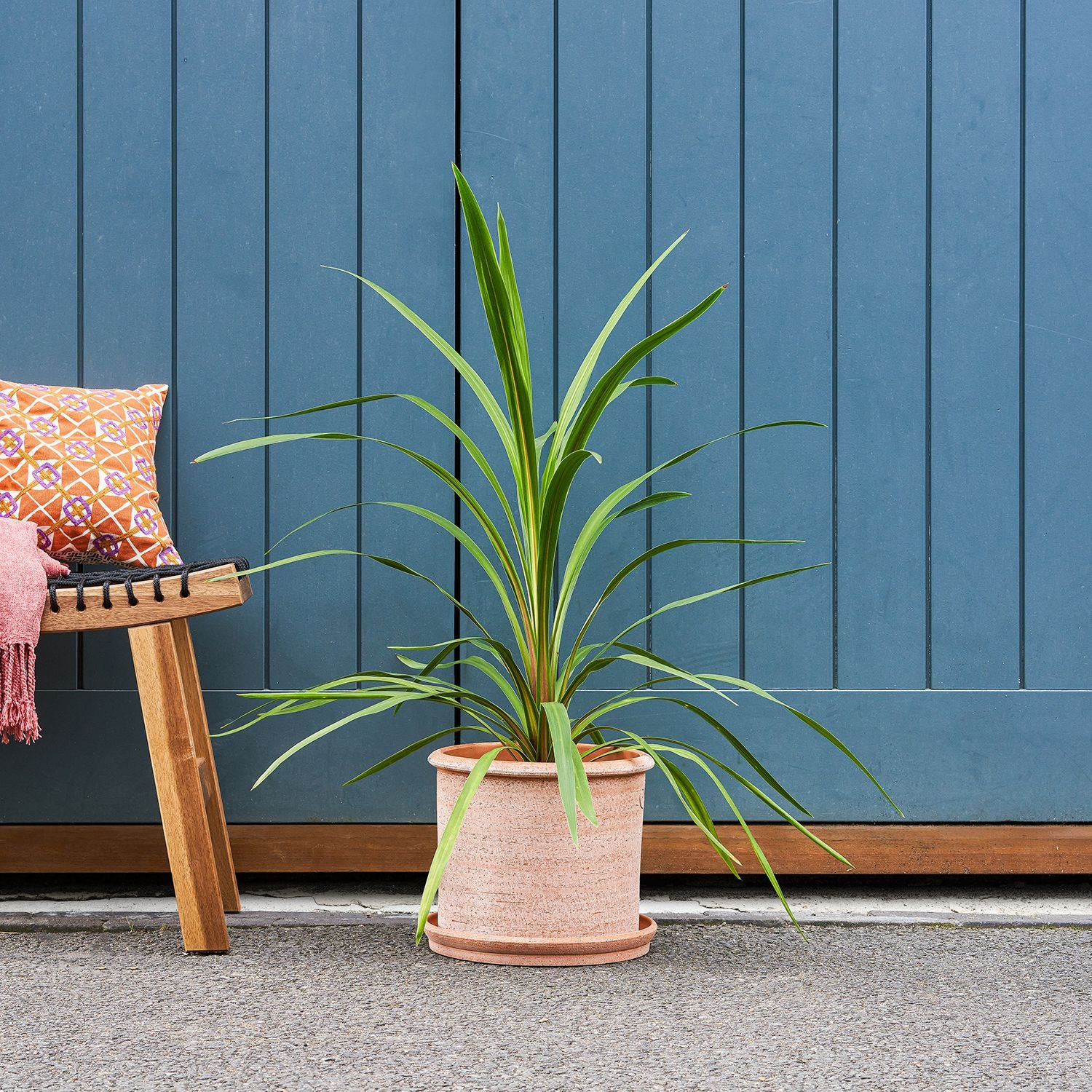Cordyline - green