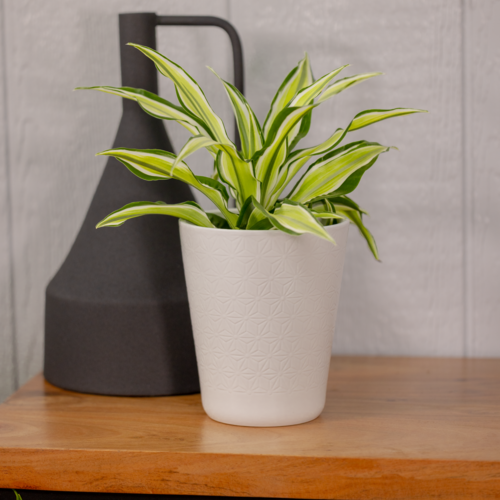 Dracaena