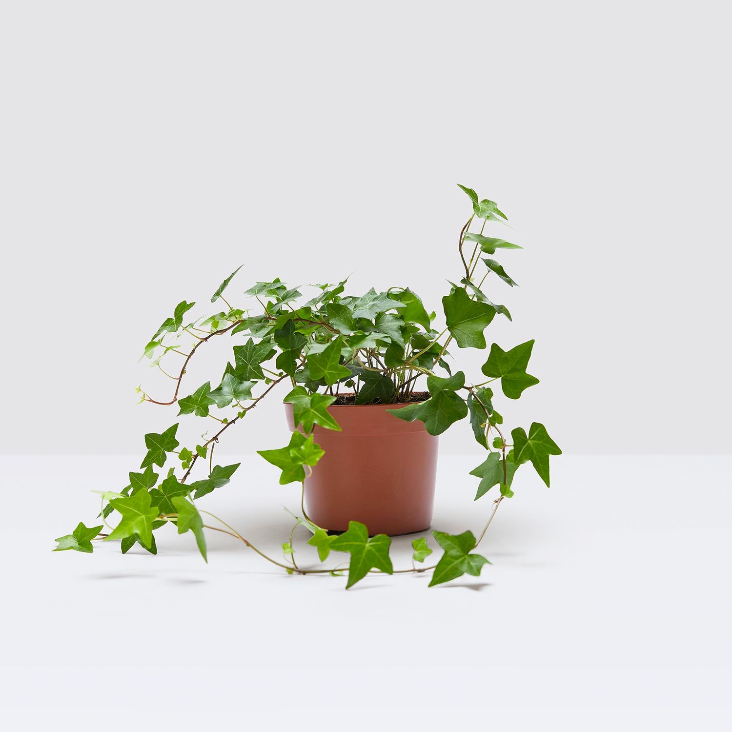 English ivy