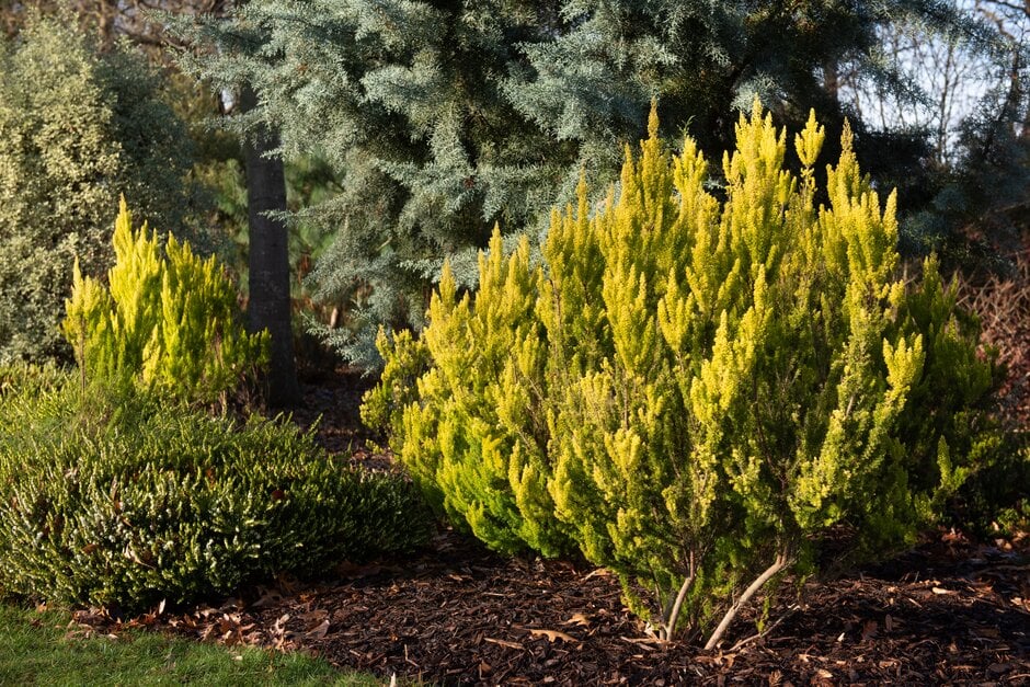 Erica arborea var. alpina f. aureifolia 'Albert's Gold'