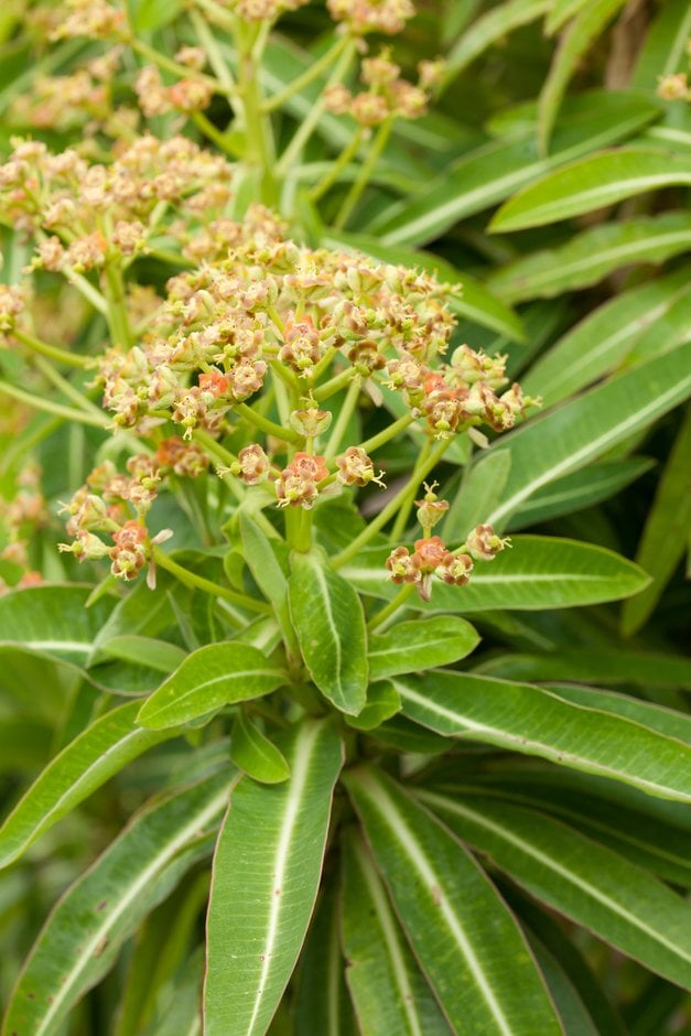 Euphorbia mellifera
