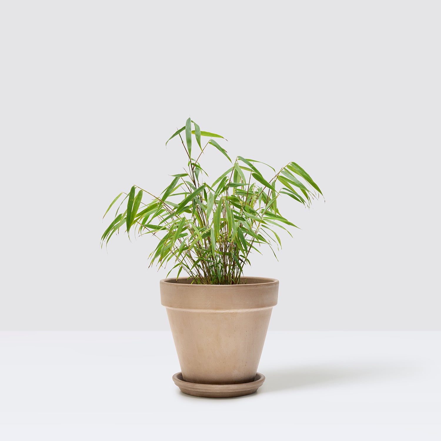 Fargesia bamboo
