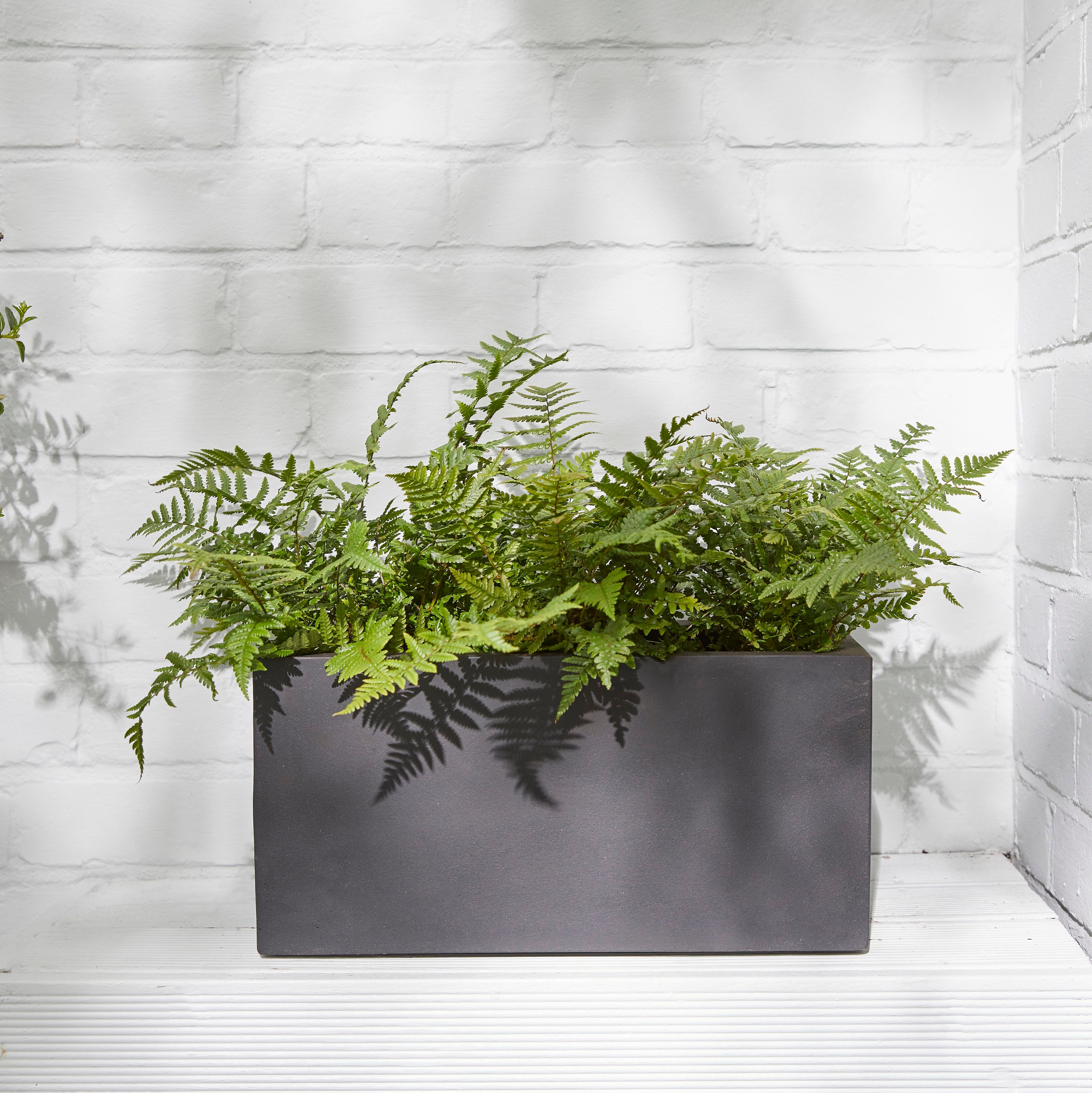 Golden Shield fern