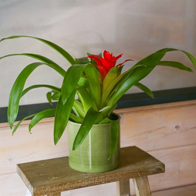 Guzmania Red Houseplant