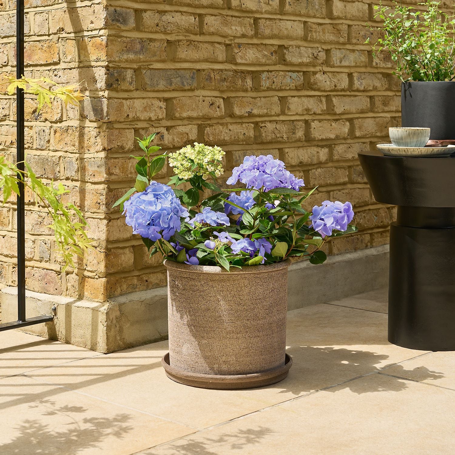 Hydrangea macrophylla - blue