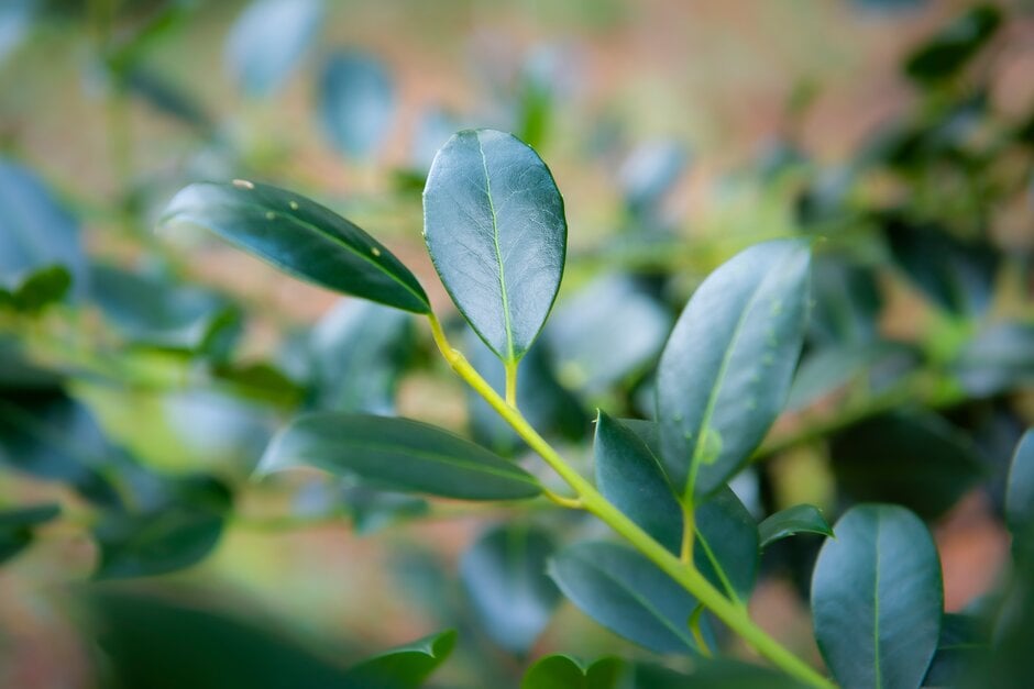 Ilex aquifolium 'J.C. van Tol' (f)