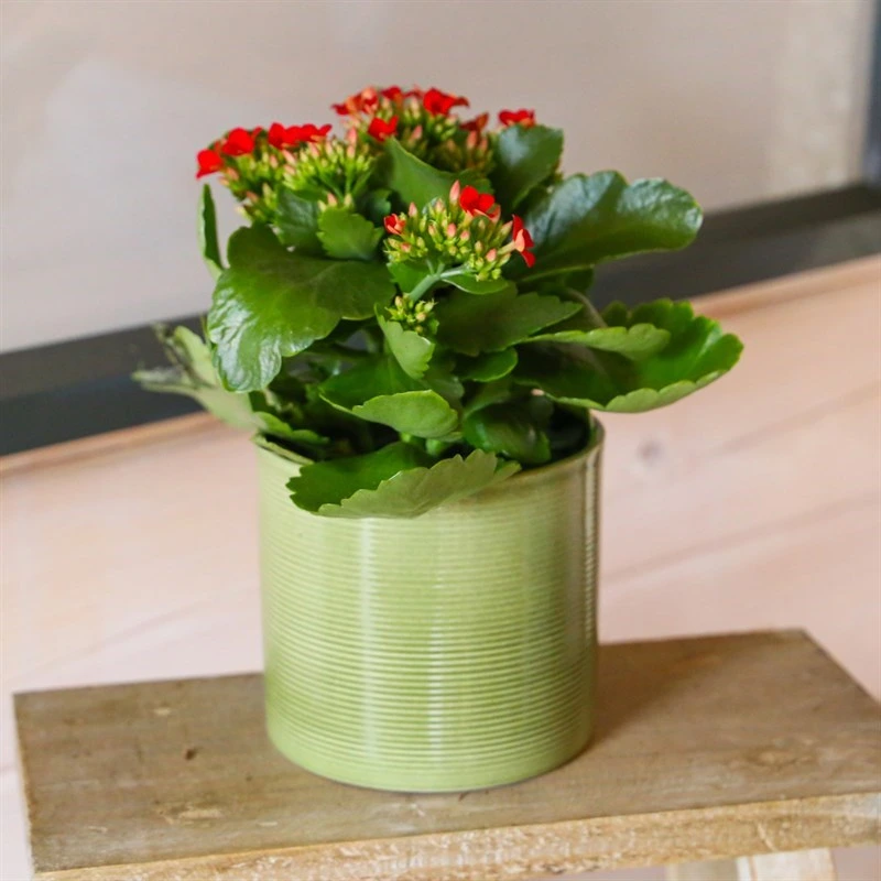 Kalanchoe Red Houseplant