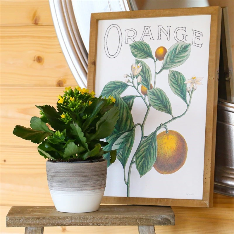 Kalanchoe Yellow Houseplant