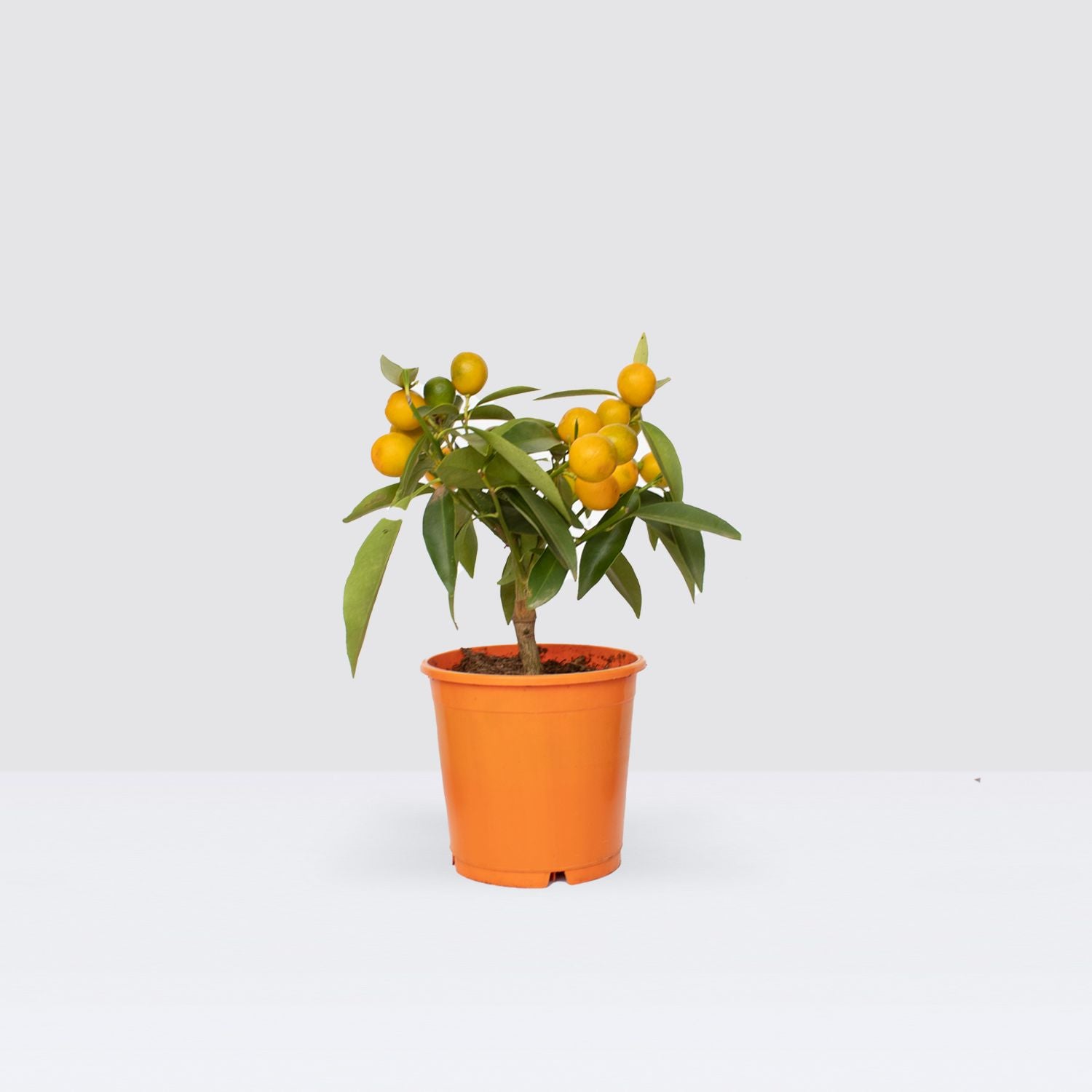 Kumquat tree