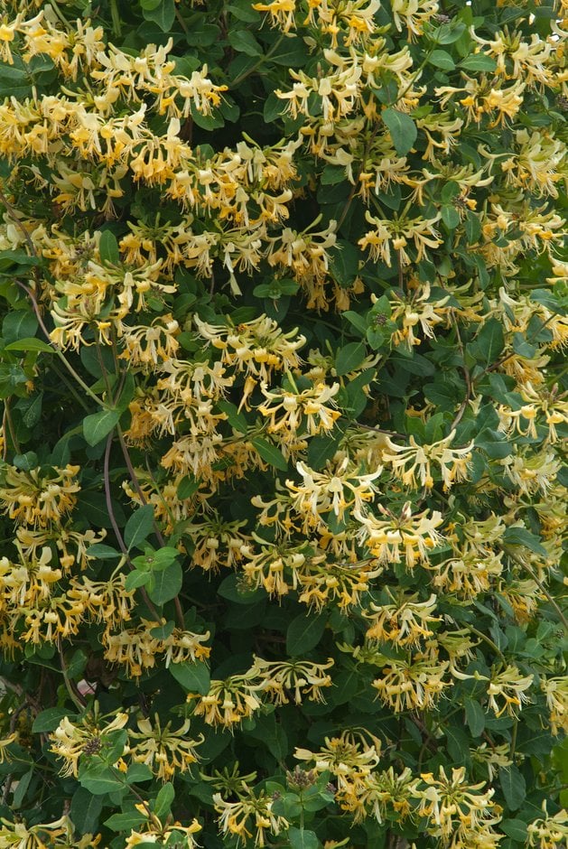 Lonicera periclymenum 'Graham Thomas'