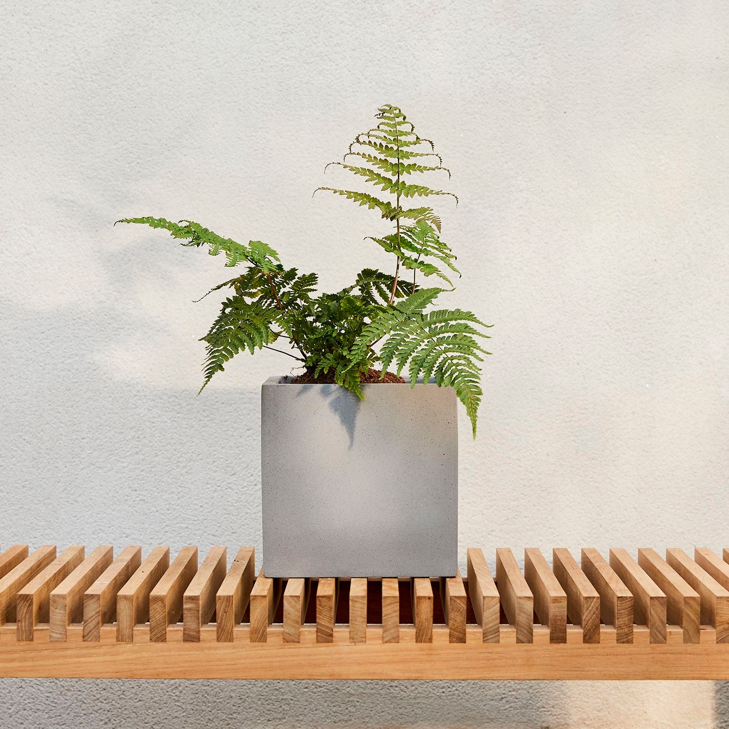 Mahogany fern