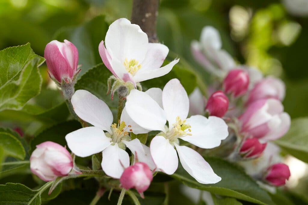 Malus domestica 'James Grieve' (D)