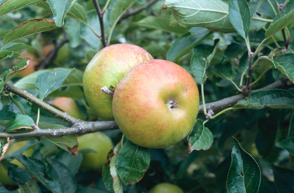 Malus domestica 'Pixie' (D)