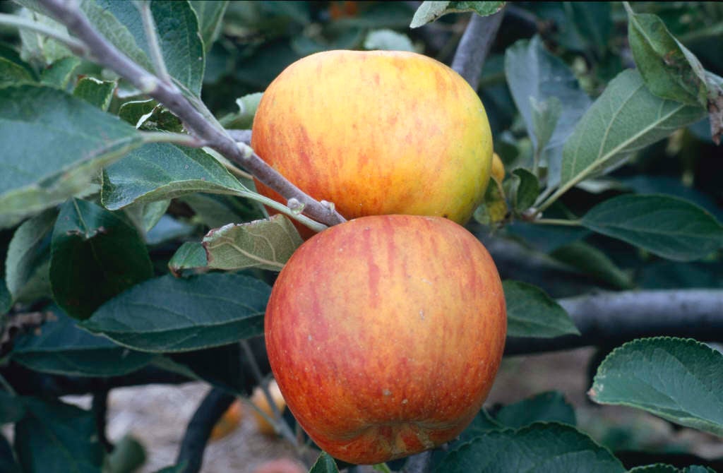 Malus domestica 'Ribston Pippin' (D)