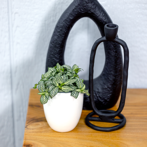 Nerve Plant