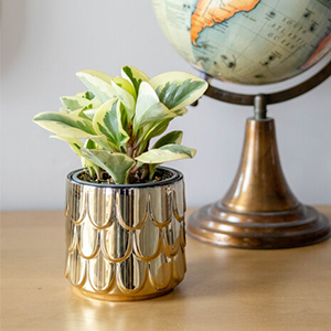 Peperomia