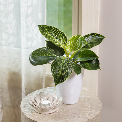 Philodendron