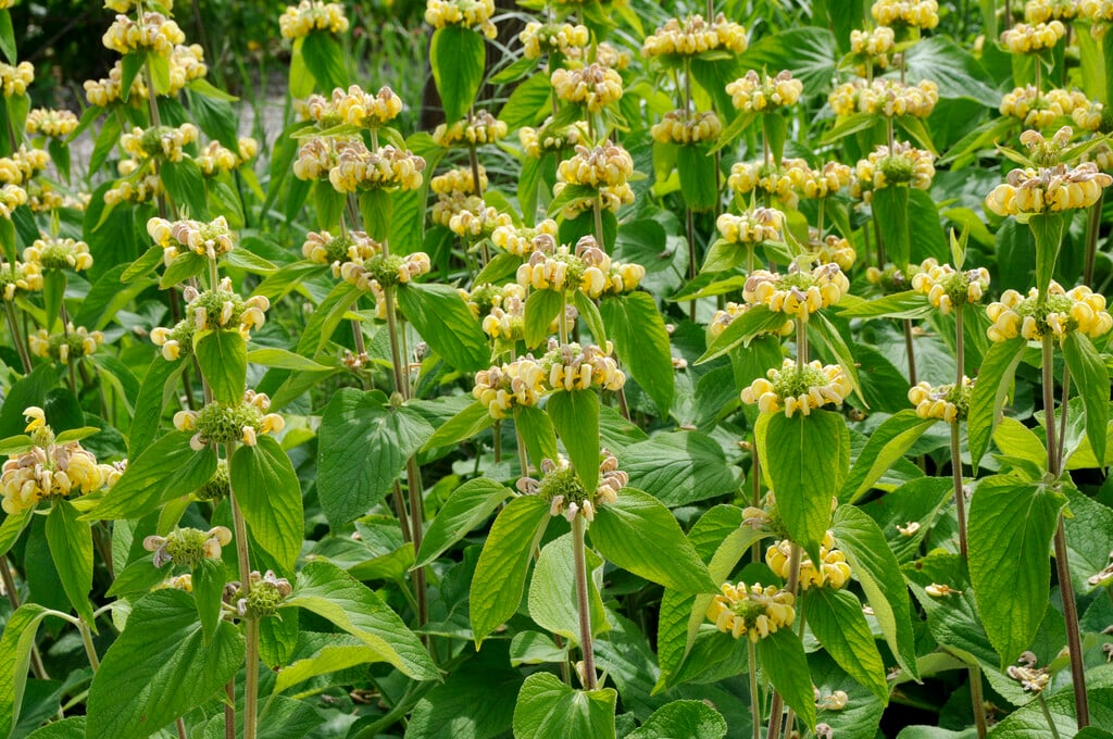 Phlomis russeliana