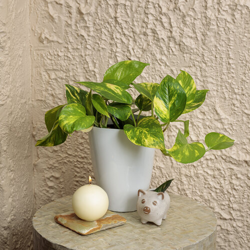 Pothos
