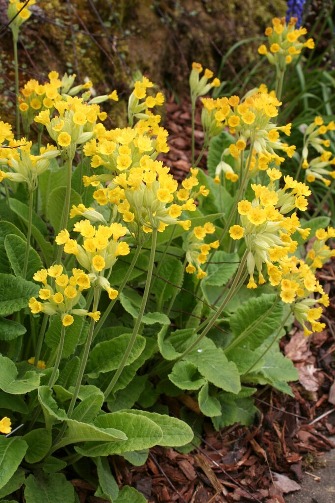 Primula veris (Pr)