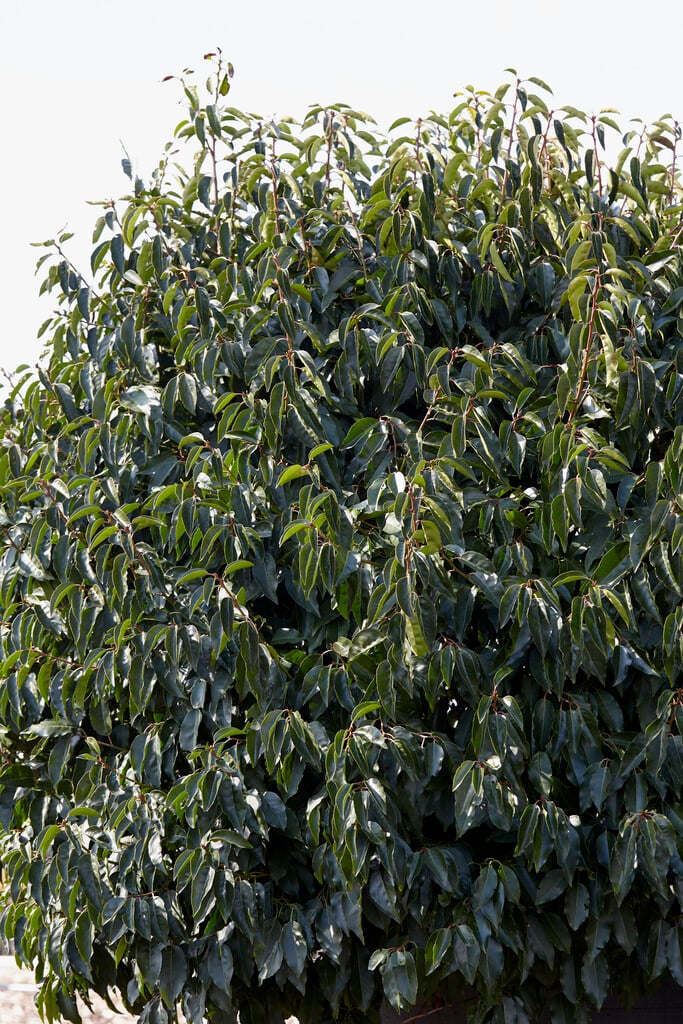 Prunus lusitanica