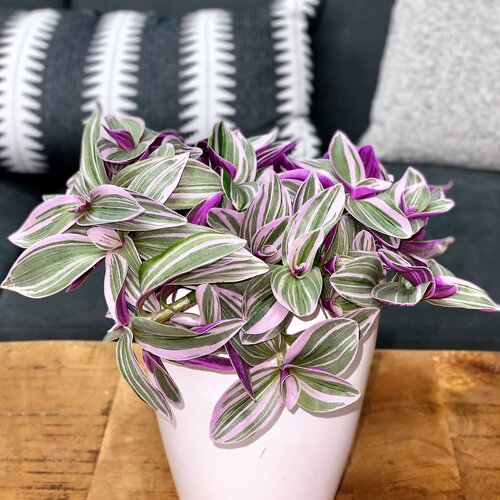 Purple Tradescantia