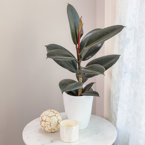 Rubber Plant