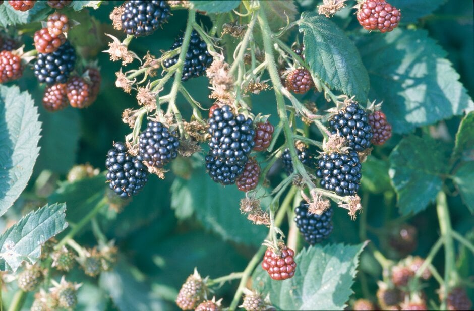 Rubus fruticosus agg. 'Loch Ness' (B)