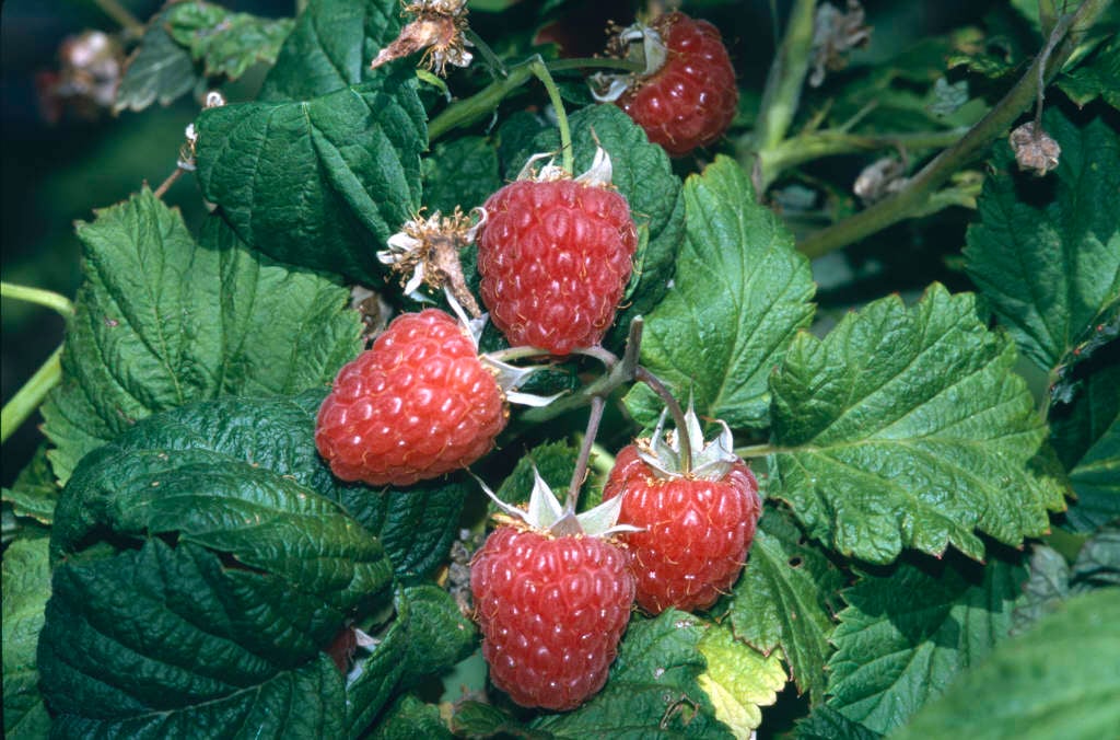Rubus idaeus 'Malling Jewel' (F)