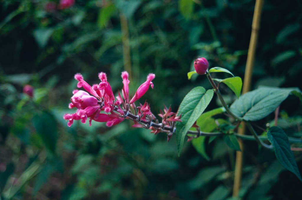 Salvia involucrata 'Boutin'
