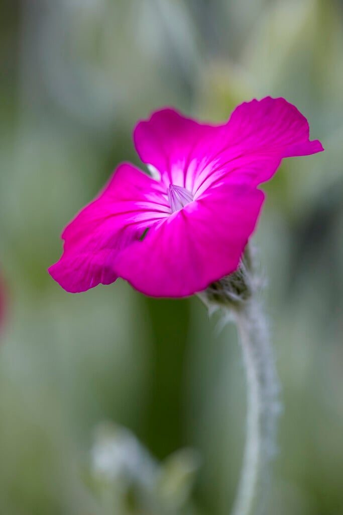 Silene coronaria
