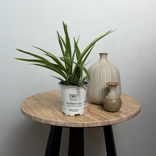 Spider Plant