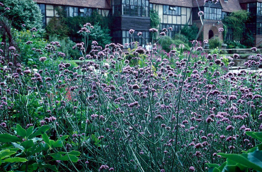 Verbena bonariensis